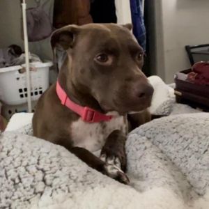 Dog for adoption - Annie, a Pit Bull Terrier in Marietta, GA