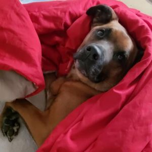 Dog for adoption - Annie, a Pit Bull Terrier in Marietta, GA