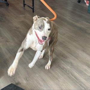 Dog for adoption - Annie, a Pit Bull Terrier in Marietta, GA