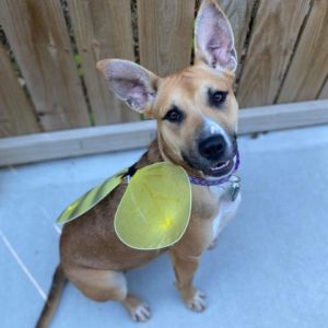 Dog for Adoption - Tucker, a Carolina Dog in Fentress County, TN