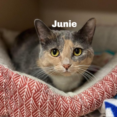 Junie 23552, an adoptable Domestic Short Hair in Escanaba, MI, 49829 | Photo Image 1