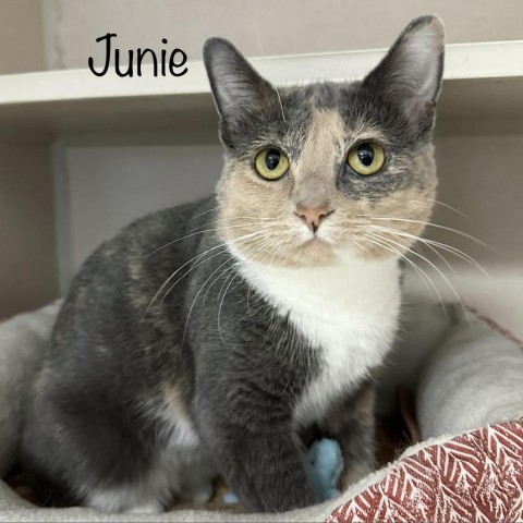 Junie 23552, an adoptable Domestic Short Hair in Escanaba, MI, 49829 | Photo Image 3