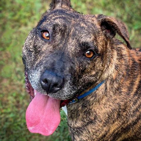 Porkchop, an adoptable Mixed Breed in South Haven, MI, 49090 | Photo Image 1