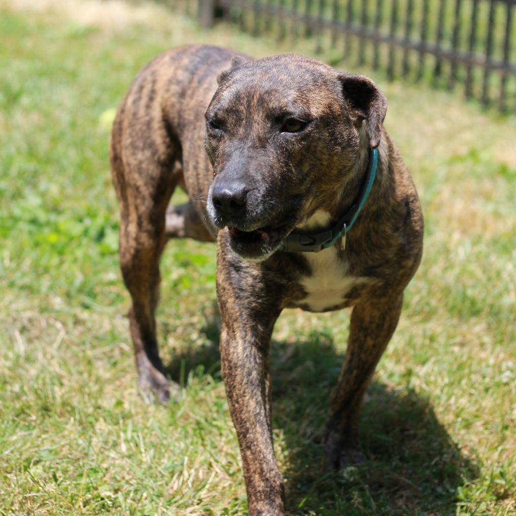 Porkchop, an adoptable Mixed Breed in South Haven, MI, 49090 | Photo Image 2