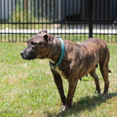 Porkchop, an adoptable Mixed Breed in South Haven, MI, 49090 | Photo Image 3