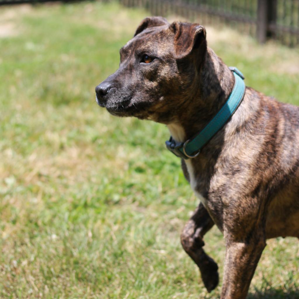 Porkchop, an adoptable Mixed Breed in South Haven, MI, 49090 | Photo Image 4