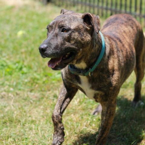 Porkchop, an adoptable Mixed Breed in South Haven, MI, 49090 | Photo Image 5