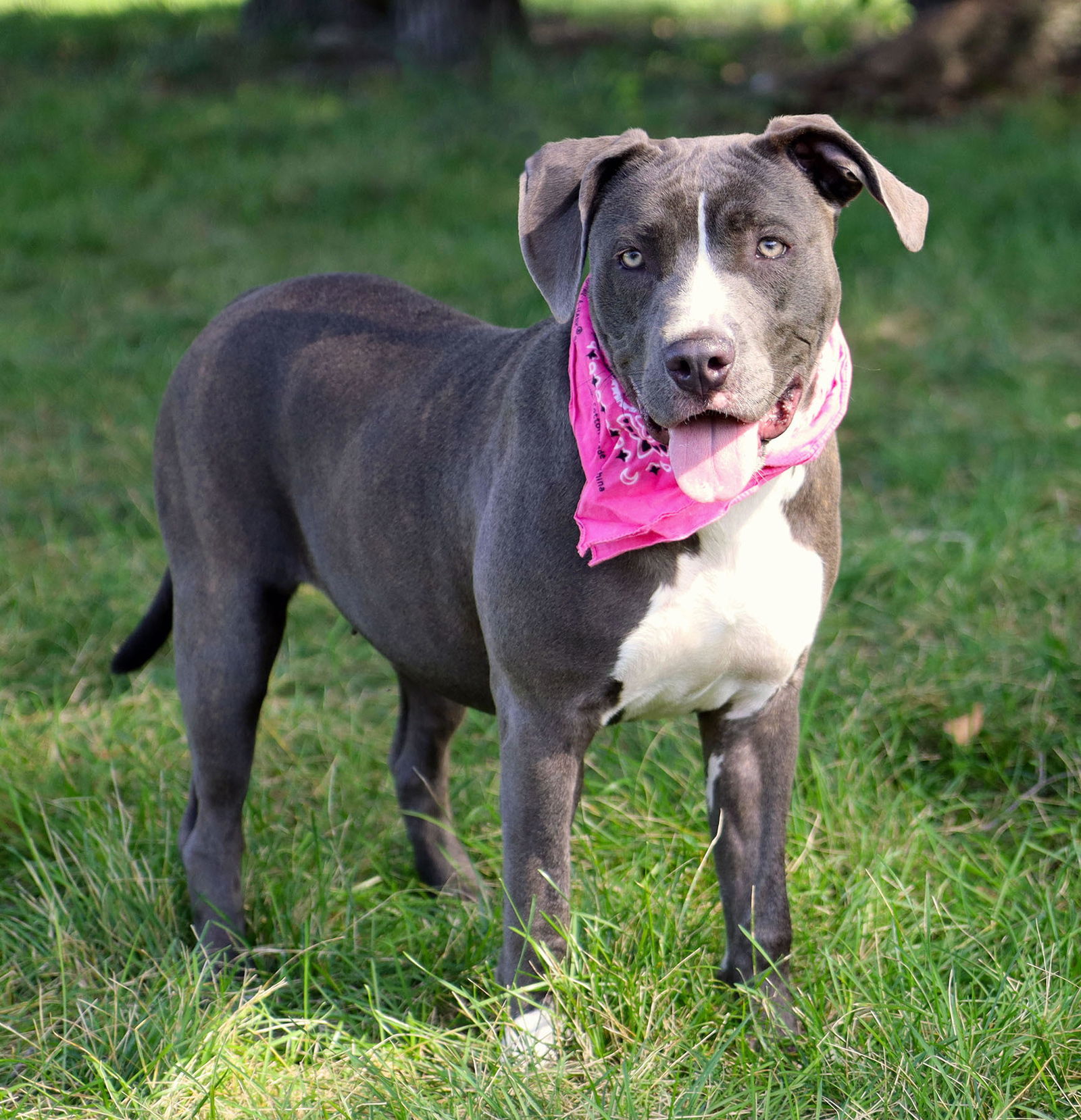 Peaches, an adoptable Pit Bull Terrier in Kansas City, MO, 64114 | Photo Image 2