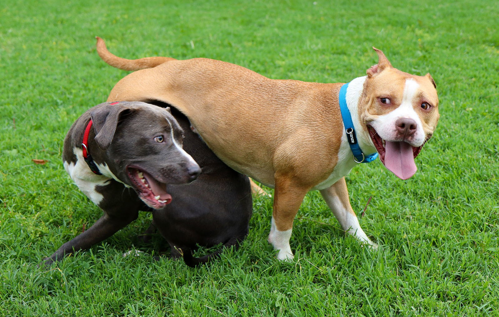 Peaches, an adoptable Pit Bull Terrier in Kansas City, MO, 64114 | Photo Image 4