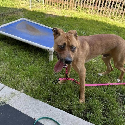 Benny, an adoptable Mixed Breed in Ferndale, WA, 98248 | Photo Image 1