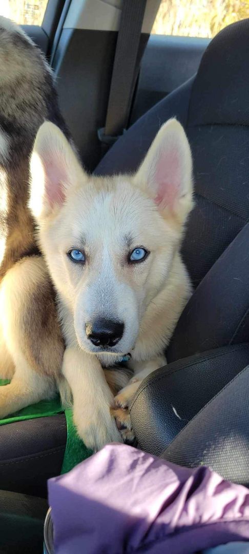 Harvey, an adopted Siberian Husky & Great Pyrenees Mix in Lansing, MI_image-1