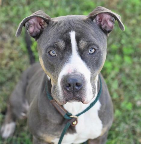 BOLT, an adoptable Pit Bull Terrier in Norfolk, VA, 23502 | Photo Image 1