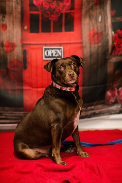 Zoey, an adoptable Labrador Retriever Mix in Bloomsburg, PA_image-1