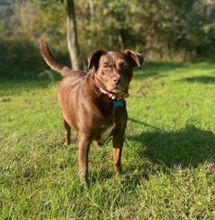 Zoey, an adoptable Labrador Retriever Mix in Bloomsburg, PA_image-2