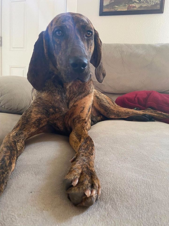 Plott hound hot sale bloodhound mix