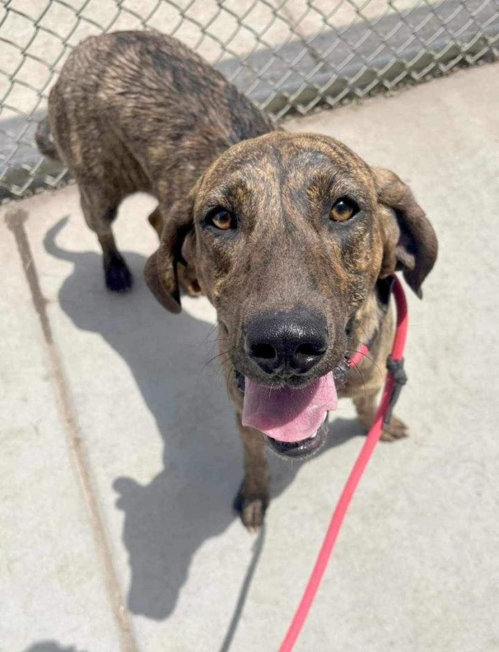 Dog for adoption Daisy, a Plott Hound in Seattle, WA Petfinder