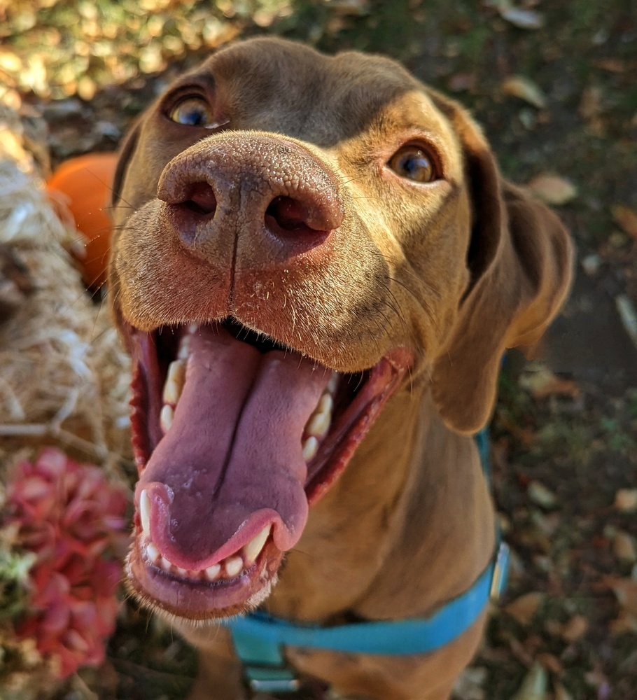 Peanut, an adoptable Weimaraner, Labrador Retriever in Denver, CO, 80209 | Photo Image 3
