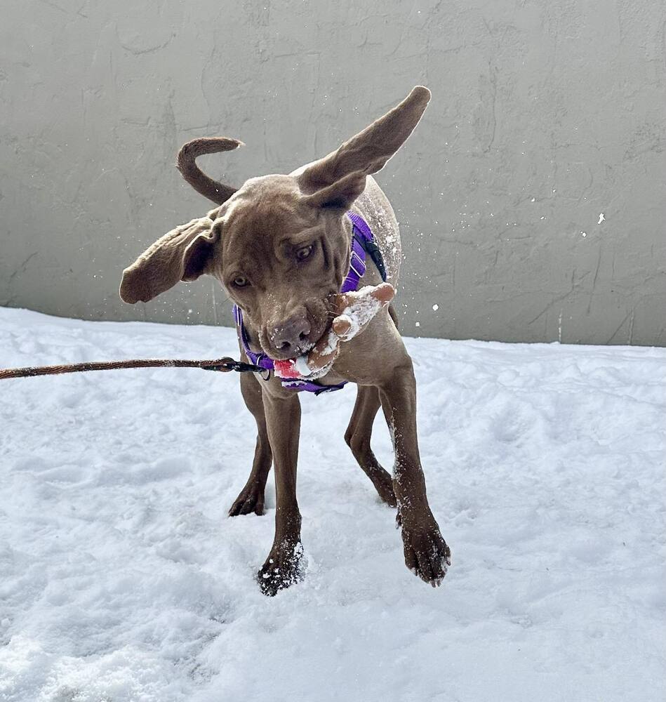 Peanut, an adoptable Weimaraner, Labrador Retriever in Denver, CO, 80209 | Photo Image 4