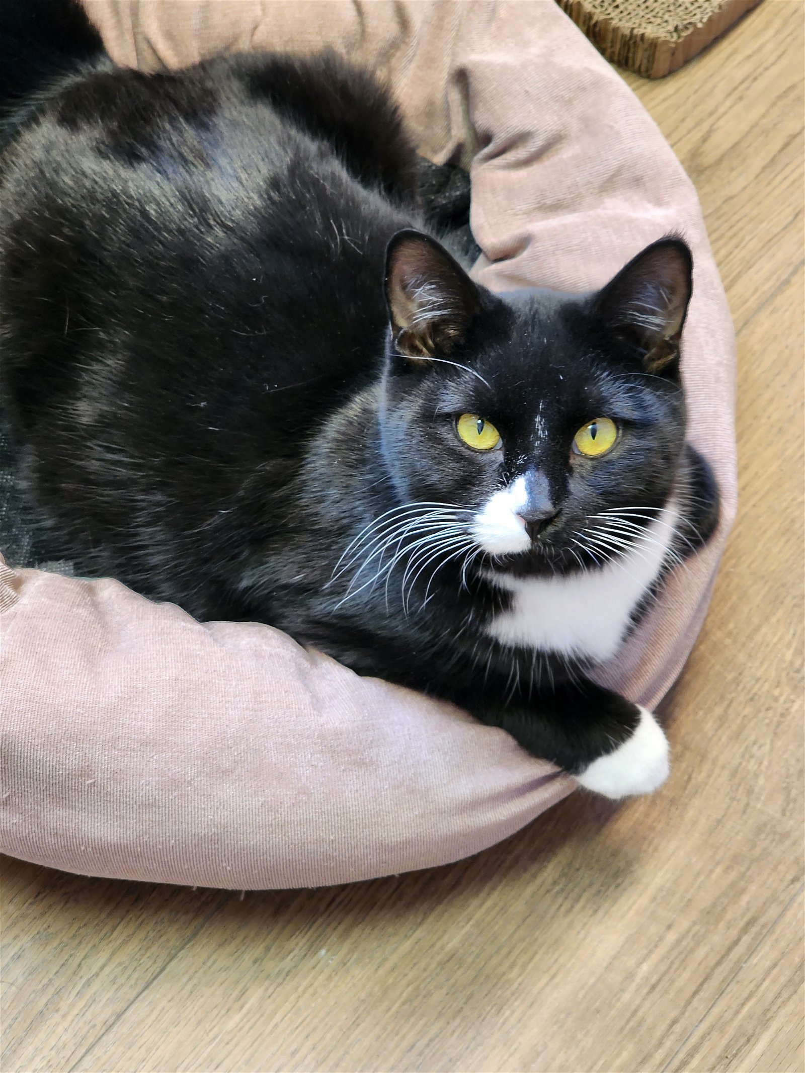 Jack, an adoptable Domestic Short Hair in Webster, WI, 54893 | Photo Image 1
