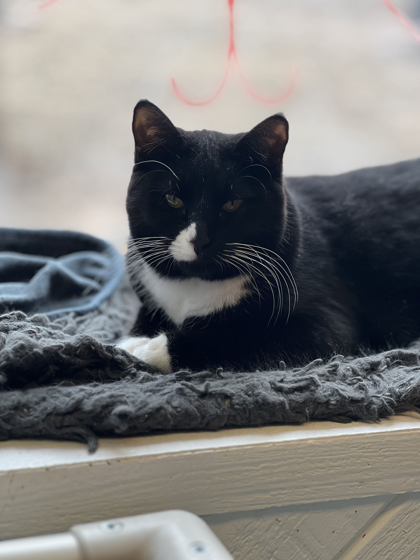 Jack, an adoptable Domestic Short Hair in Webster, WI, 54893 | Photo Image 3