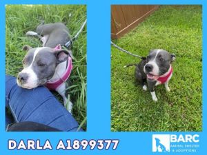 Hello potential adopters This is the darling Darla A1899377 She is a young and