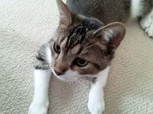 Frankie