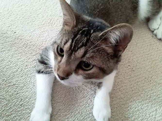 Frankie