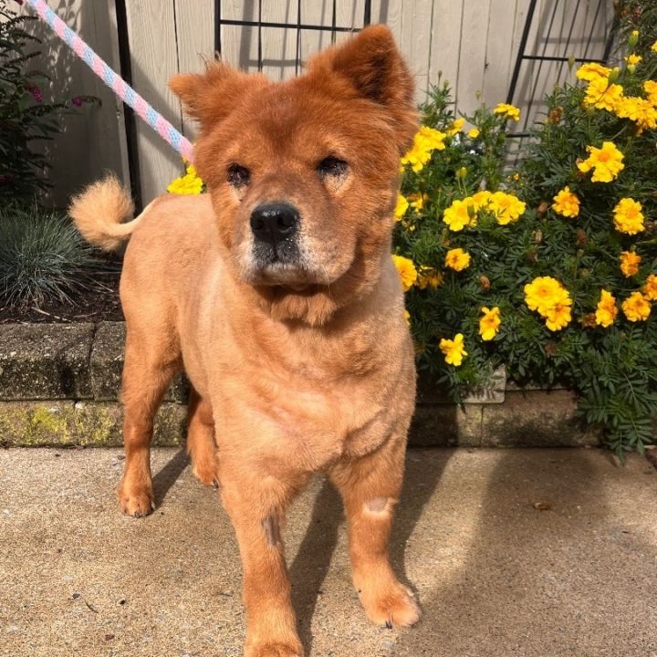 Petfinder on sale chow chow