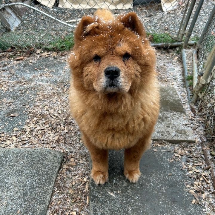 Chow chow 2024 puppies for adoption