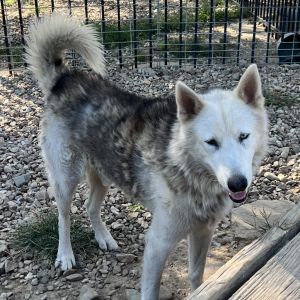 Ollie, Adult Male Husky