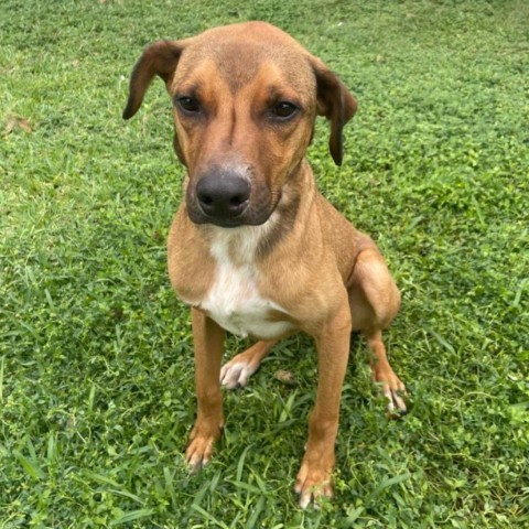 Jimmy, an adoptable German Shorthaired Pointer in Laredo, TX, 78041 | Photo Image 1