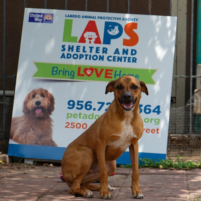 Jimmy, an adoptable German Shorthaired Pointer in Laredo, TX, 78041 | Photo Image 1