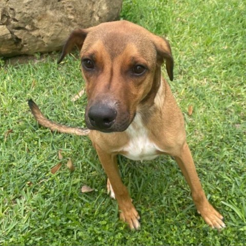 Jimmy, an adoptable German Shorthaired Pointer in Laredo, TX, 78041 | Photo Image 2