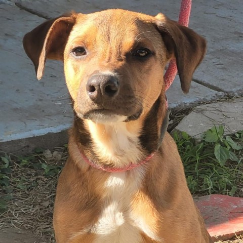 Jimmy, an adoptable German Shorthaired Pointer in Laredo, TX, 78041 | Photo Image 3