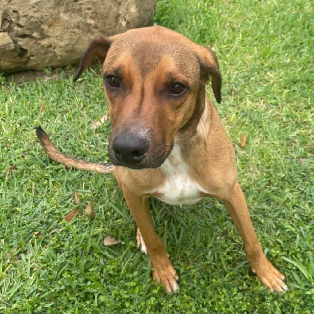 Jimmy, an adoptable German Shorthaired Pointer in Laredo, TX, 78041 | Photo Image 3