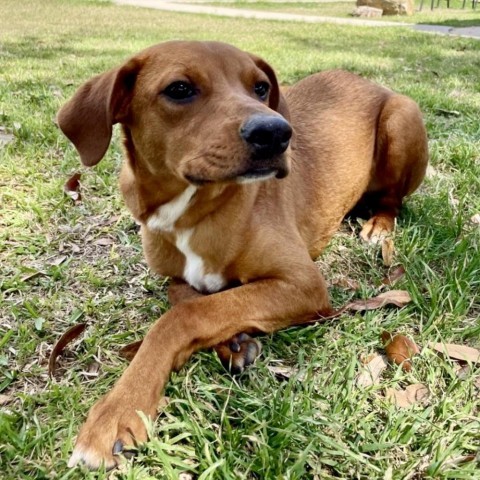 Teddy, an adoptable German Shorthaired Pointer in Laredo, TX, 78041 | Photo Image 2