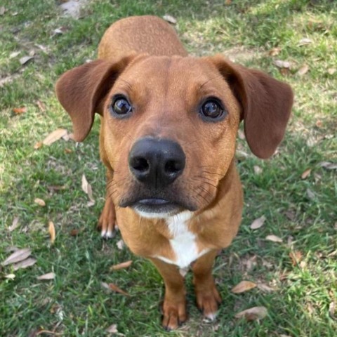 Teddy, an adoptable German Shorthaired Pointer in Laredo, TX, 78041 | Photo Image 3