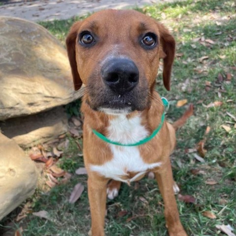 Mort, an adoptable German Shorthaired Pointer in Laredo, TX, 78041 | Photo Image 1