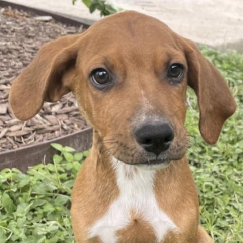 Mort, an adoptable German Shorthaired Pointer in Laredo, TX, 78041 | Photo Image 2