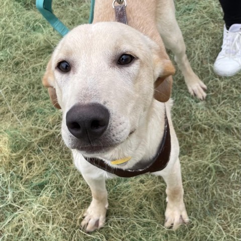 Jack, an adoptable Labrador Retriever, Mixed Breed in Laredo, TX, 78041 | Photo Image 2