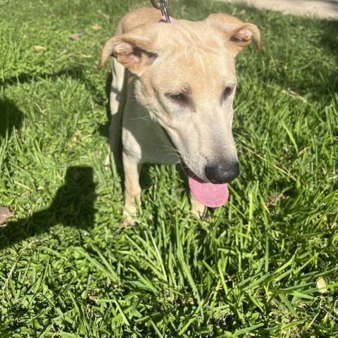 Jack, an adoptable Labrador Retriever, Mixed Breed in Laredo, TX, 78041 | Photo Image 3