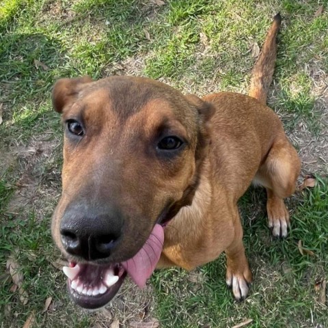 Tina, an adoptable German Shorthaired Pointer in Laredo, TX, 78041 | Photo Image 2