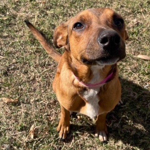 Tina, an adoptable German Shorthaired Pointer in Laredo, TX, 78041 | Photo Image 3