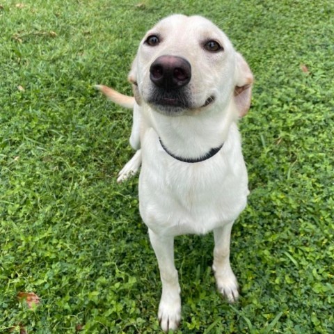 Peaches, an adoptable Labrador Retriever, Mixed Breed in Laredo, TX, 78041 | Photo Image 1