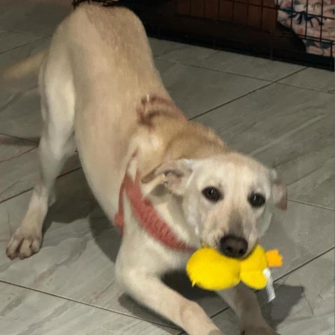 Peaches, an adoptable Labrador Retriever, Mixed Breed in Laredo, TX, 78041 | Photo Image 2