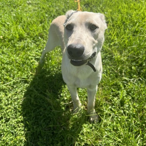 Peaches, an adoptable Labrador Retriever, Mixed Breed in Laredo, TX, 78041 | Photo Image 5