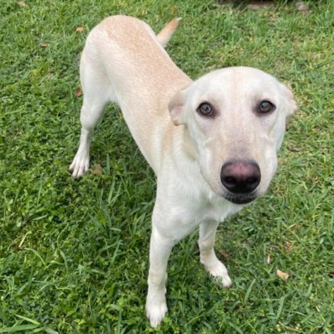 Peaches, an adoptable Labrador Retriever, Mixed Breed in Laredo, TX, 78041 | Photo Image 6