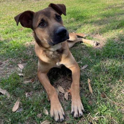 Bob, an adoptable German Shorthaired Pointer in Laredo, TX, 78041 | Photo Image 1