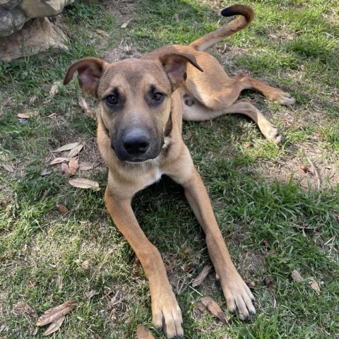 Bob, an adoptable German Shorthaired Pointer in Laredo, TX, 78041 | Photo Image 2