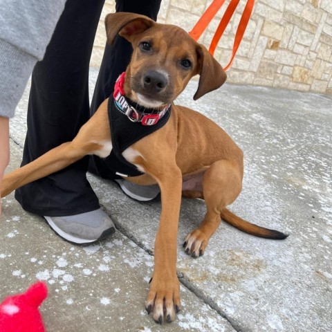 Bob, an adoptable German Shorthaired Pointer in Laredo, TX, 78041 | Photo Image 6